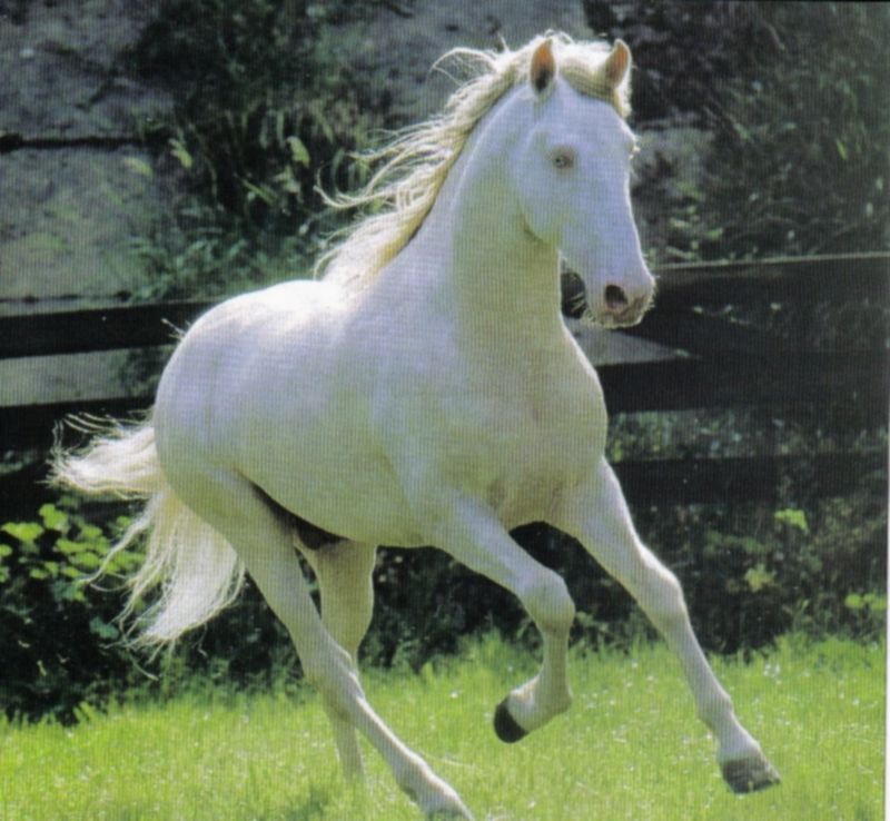 cheval ki galope avek une robe crème